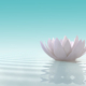 lotus flower